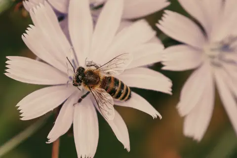 Disfraces, talleres y naturaleza: así se celebrará el Día de las Abejas