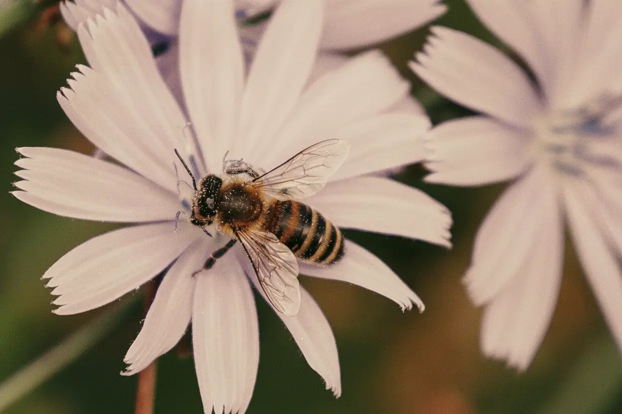 Disfraces, talleres y naturaleza: así se celebrará el Día de las Abejas