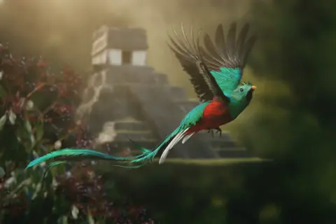 Guatemala Birdwatching Expedition: Un colazo para pajarear entre la naturaleza